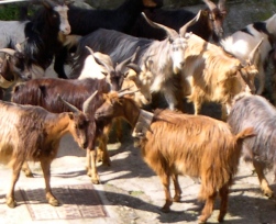 Gianni's Goats